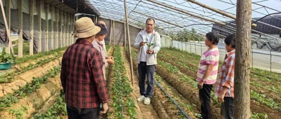 “五老”幫扶“領(lǐng)頭雁” 齊聲念好“致富經(jīng)” ——江蘇省徐州市銅山區(qū)“五老”幫扶青年農(nóng)民致富帶富風(fēng)采展示