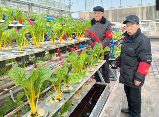 江蘇省徐州市銅山區(qū)棠張鎮(zhèn)“五老”科技人員到鎮(zhèn)青年農民創(chuàng)業(yè)基地檢查指導