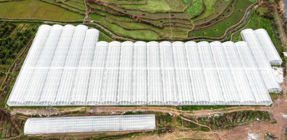 大圩鎮(zhèn)：集中育秧大棚賦能春耕生產(chǎn).png